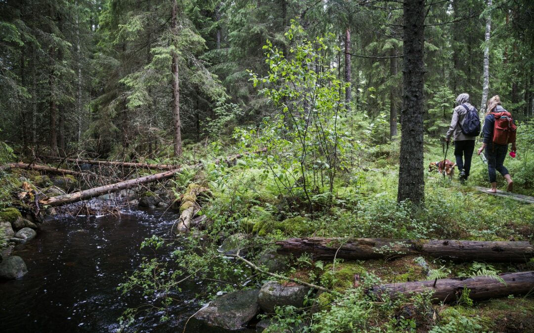 Metsäpolku, pitkospuut ja puro Padasjoen Päijänne-Ilves retkeilyreitillä